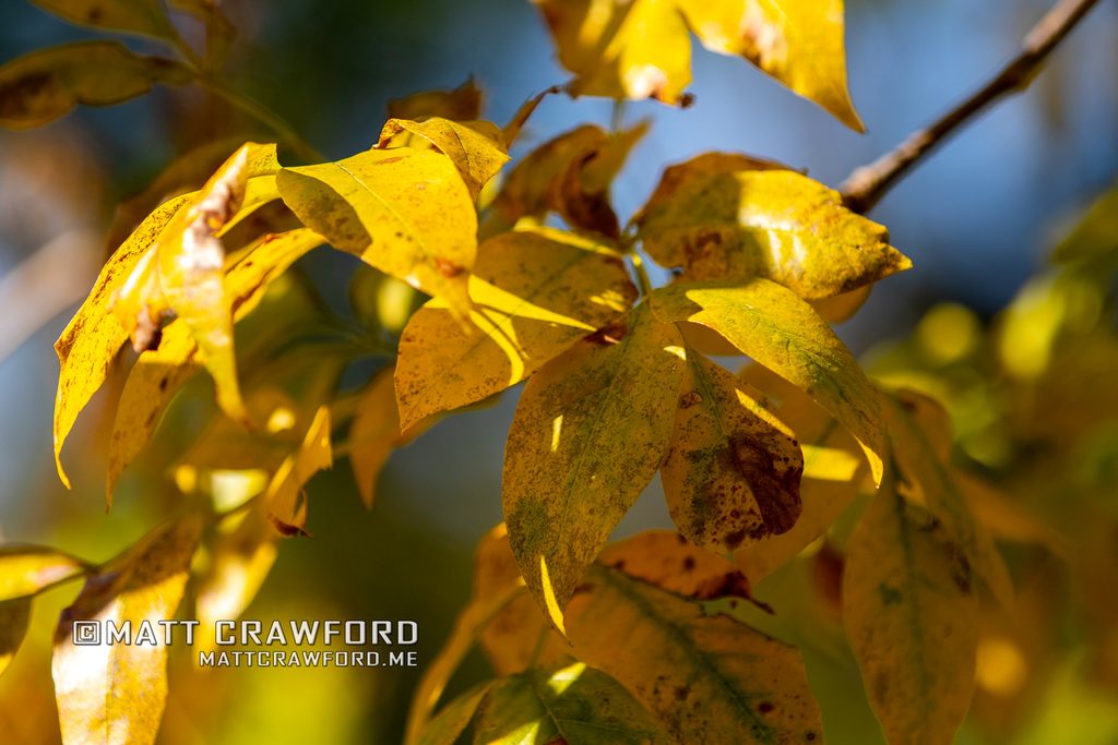 Fall leaves 2027